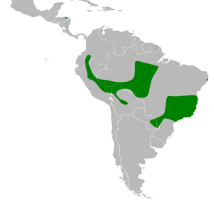 Nyctiphrynus ocellatus map.svg