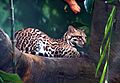 Ocelot 01