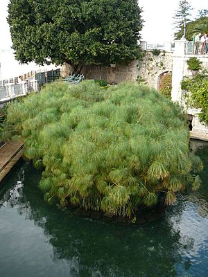 Papyrus, Fonte Aretusa, Syracuse, Italy