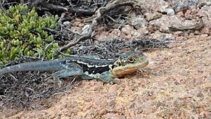 Peninsula Dragon - Pearson Island, Investigator Group Conservation Park, South Australia