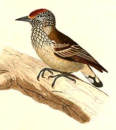 Picumnus albosquamatus 1847