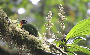 Pipreola frontalis dorsal