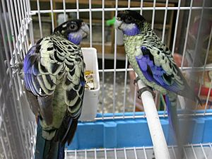 Platycercus venustus -two captive-6a