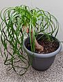 Ponytail Palm Houseplant