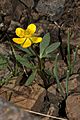 Ranunculus glaberrimus 1763f