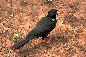 Red-billed Buffalo Weaver.jpg