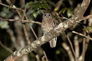 Red Boobook - Mount Hypipamee National Park