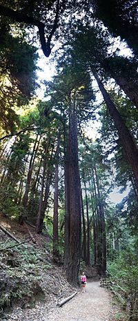 Redwood tree in Oakland California (person for comparison)IMG 4881