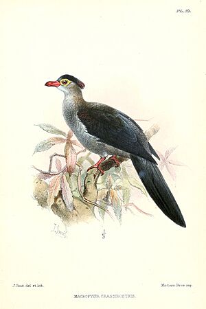 Reinwardtoena crassirostris.jpg