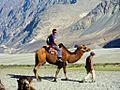 Riding Bactrian camel Nubra