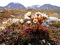 Saxifraga cespitosa - Tuftedsaxifrage2-1