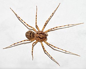 Scytodes thoracica (aka).jpg