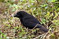 Smooth-billed ani (Crotophaga ani)