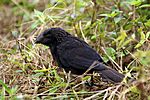 Smooth-billed ani (Crotophaga ani).jpg