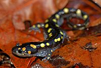 Spotted Salamander (Ambystoma maculatum) (32855631122).jpg