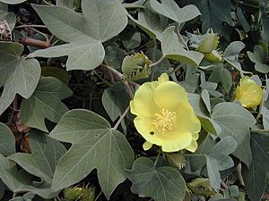 Starr 010309-0542 Gossypium tomentosum.jpg