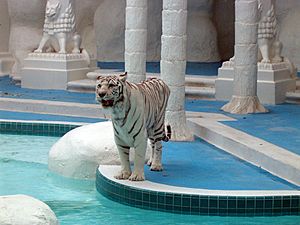 The Mirage White Tiger