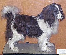 Toytrawlerspaniel