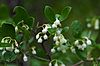 Vaccinium arboreum Bibb Glades.jpg