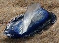 Velella Sicily 060613