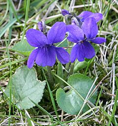 Viola odorata Garden 060402Aw.jpg