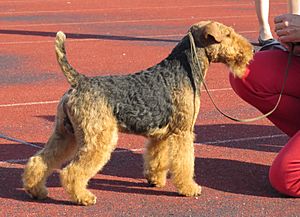 Welsh Terrier in Tallinn