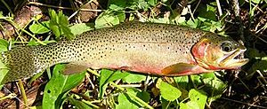 Westslope cutthroat trout USGS.jpg