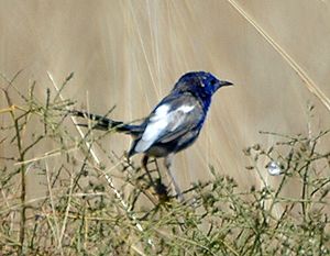 White-winged Fairywren cropped