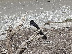 Willie Wagtail Weribee