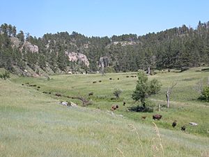 Wind Cave bison herd 2003