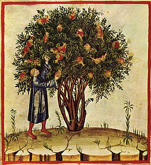 1-albero, Taccuino Sanitatis, Casanatense 4182.