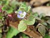 20170223Veronica hederifolia1.jpg