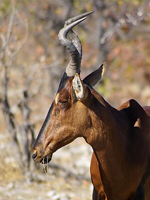 Alcelaphus caama (portrait)