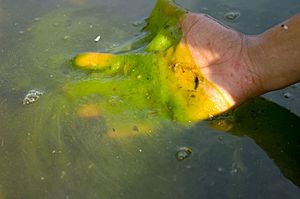 Algae bloom in Reflecting Pool, Washington, DC. 2007 Potomac River, Chesapeake Bay watershed. USEPA photo by Eric Vance (13765962984)