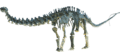 Apatosaurus Clean