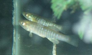 Banded killifish.JPG