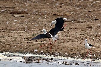 Black-winged stilts (Himantopus himantopus) fighting