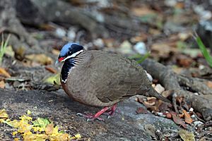 Blue-headed quail dove (Starnoenas cyanocephala).JPG