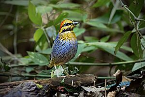 Blue Pitta (ssp. willoughbyi) 0A2A7977