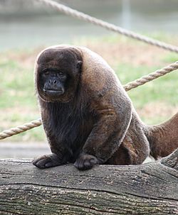 Brown Woolly Monkey 057.jpg