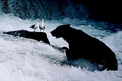 Brown bear seaguls