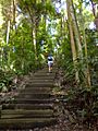 Bukit timah hill