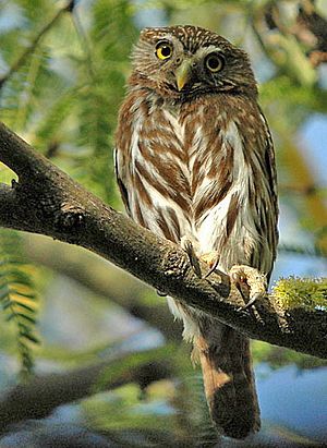 Cactus Ferruginous Pygmy-owl.jpg