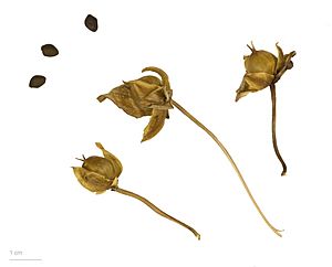 Calystegia sepium MHNT.BOT.2009.7.11