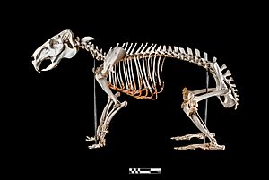 Capybara skeleton