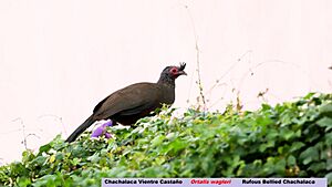 Chachalaca Vientre Castaño (15954400939).jpg