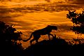 Cheetah at Sunset