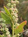 Chenopodium album (4032134406)