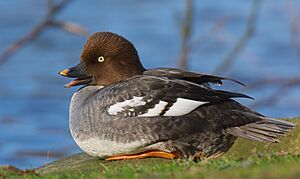 Common Goldeneye (Bucephala clangula)- female.jpg