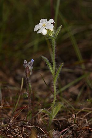 Cryptantha intermedia 3734.JPG